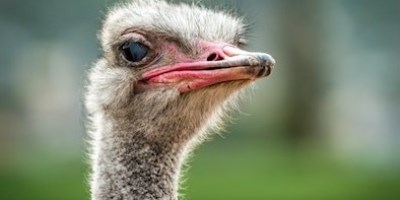 ostrich.jpg